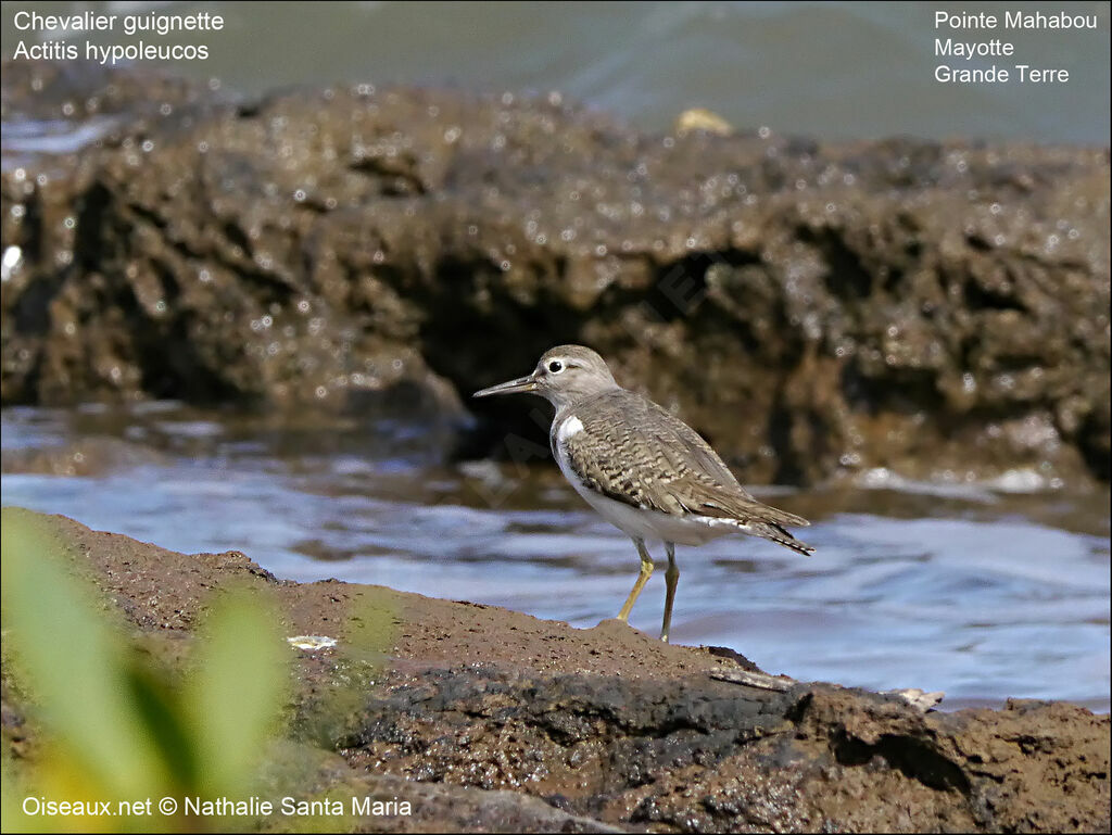 Chevalier guignetteadulte, identification, habitat, Comportement