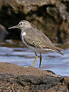 Common Sandpiper