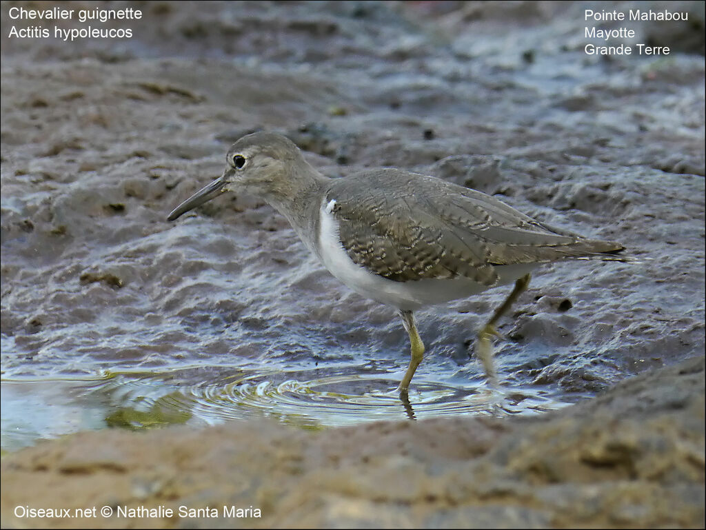 Chevalier guignetteadulte, identification, habitat, marche, pêche/chasse