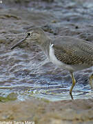 Common Sandpiper