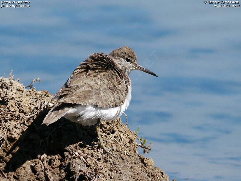 Common Sandpiperadult, identification, Behaviour