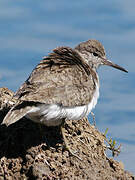 Common Sandpiper