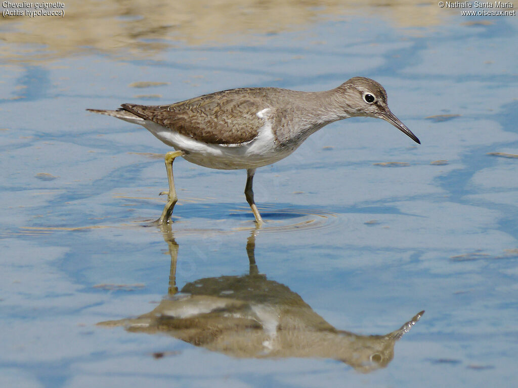 Common Sandpiperadult, identification, habitat, walking, fishing/hunting