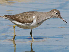 Common Sandpiper