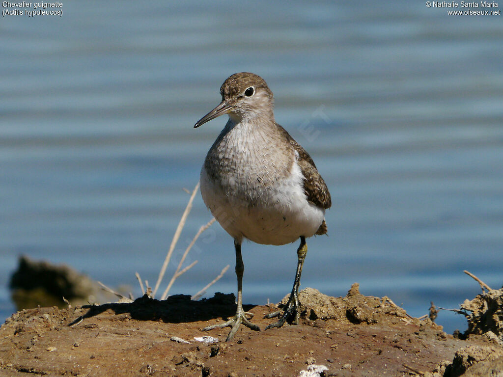 Common Sandpiperadult, walking