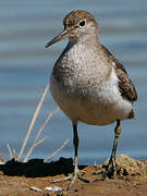 Common Sandpiper