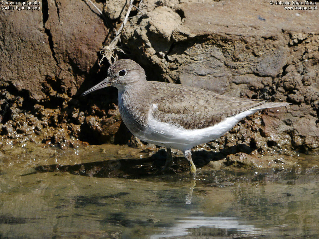 Common Sandpiperadult, identification, habitat, walking