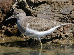 Common Sandpiper