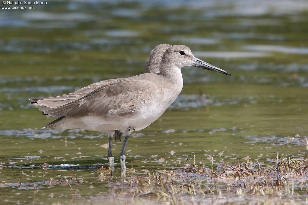 Willetadult post breeding, identification