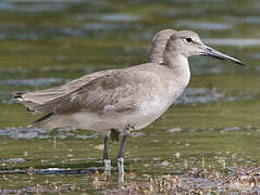 Willet