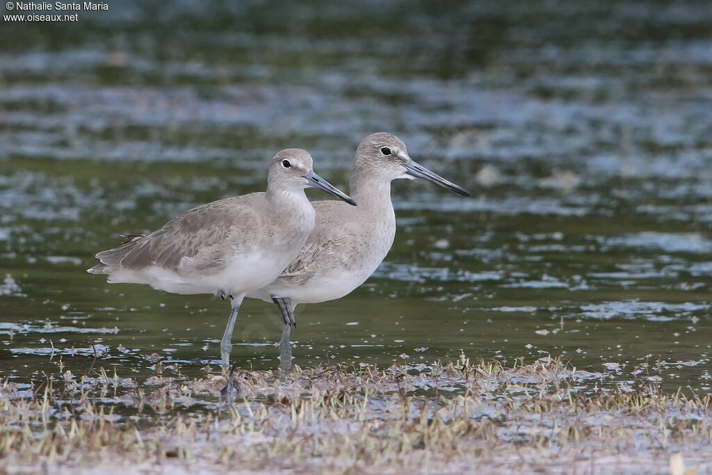 Willetadult post breeding, identification