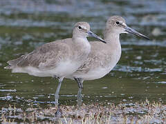 Willet