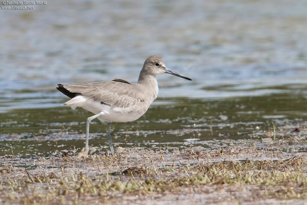 Willetadult post breeding, identification, walking