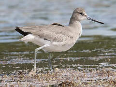 Willet