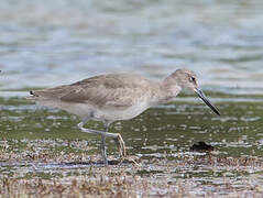 Willet