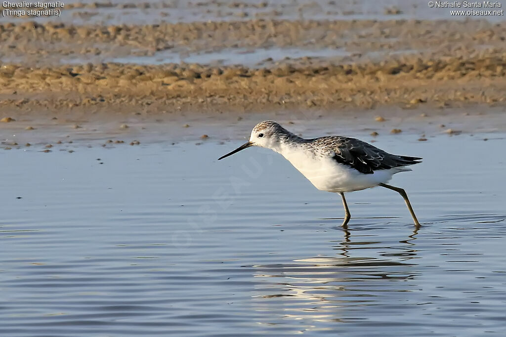 Marsh Sandpiperjuvenile, identification