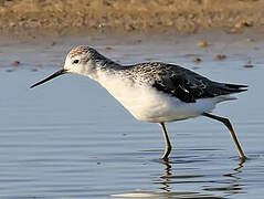 Marsh Sandpiper