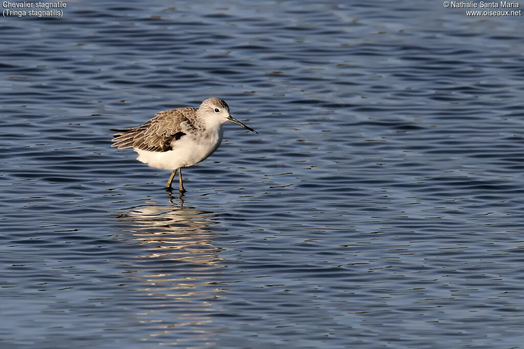 Chevalier stagnatilejuvénile, identification