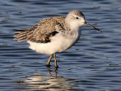 Marsh Sandpiper