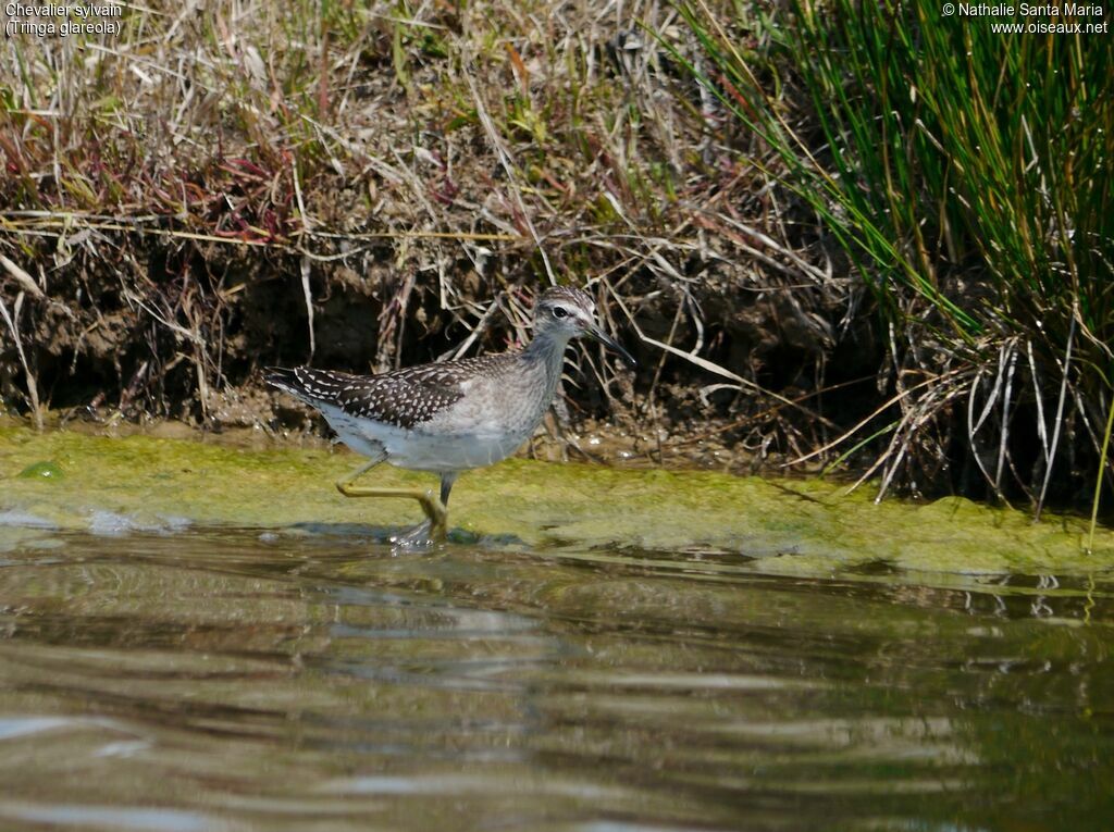 Wood Sandpiperadult post breeding, habitat, walking