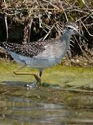 Wood Sandpiper