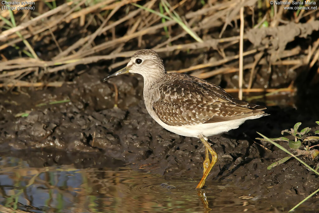 Wood Sandpiperadult, identification, habitat, walking