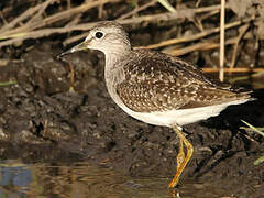 Wood Sandpiper