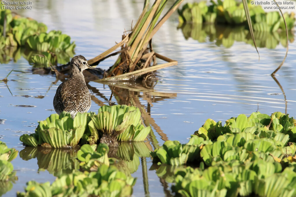 Chevalier sylvainadulte, identification, habitat