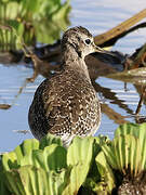 Wood Sandpiper