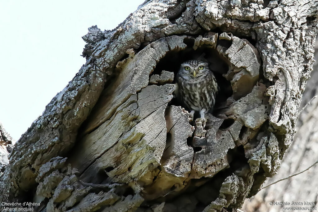 Little Owladult, identification