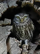 Little Owl