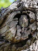 Little Owl