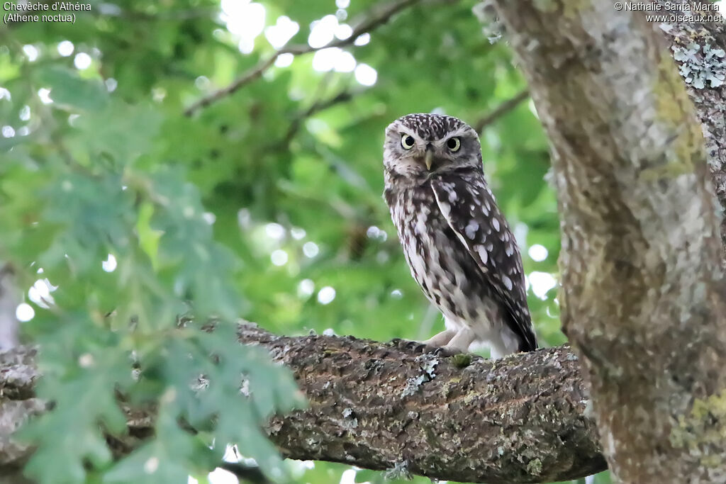 Little Owladult, identification