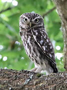 Little Owl