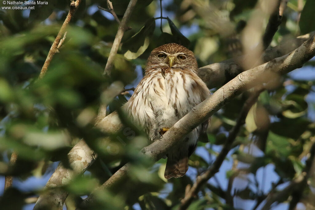 Ferruginous Pygmy Owladult, identification