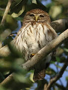 Ferruginous Pygmy Owl