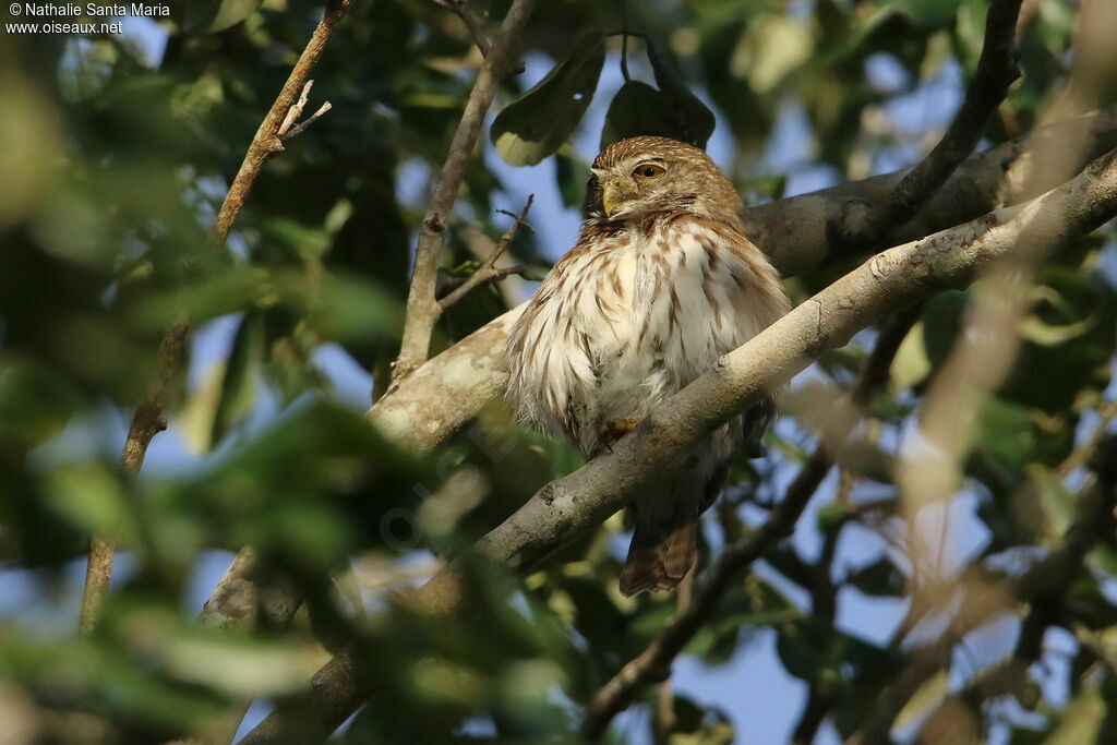 Chevêchette bruneadulte, identification