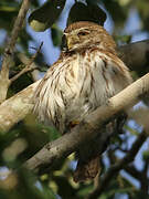 Ferruginous Pygmy Owl