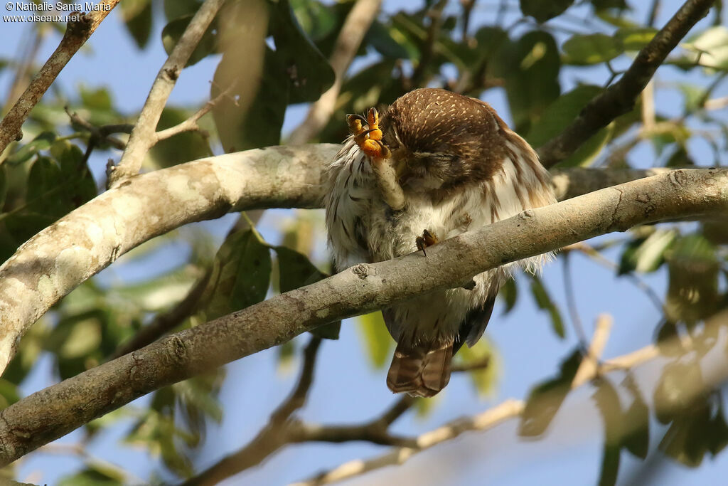 Ferruginous Pygmy Owladult, identification, care