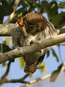 Ferruginous Pygmy Owl