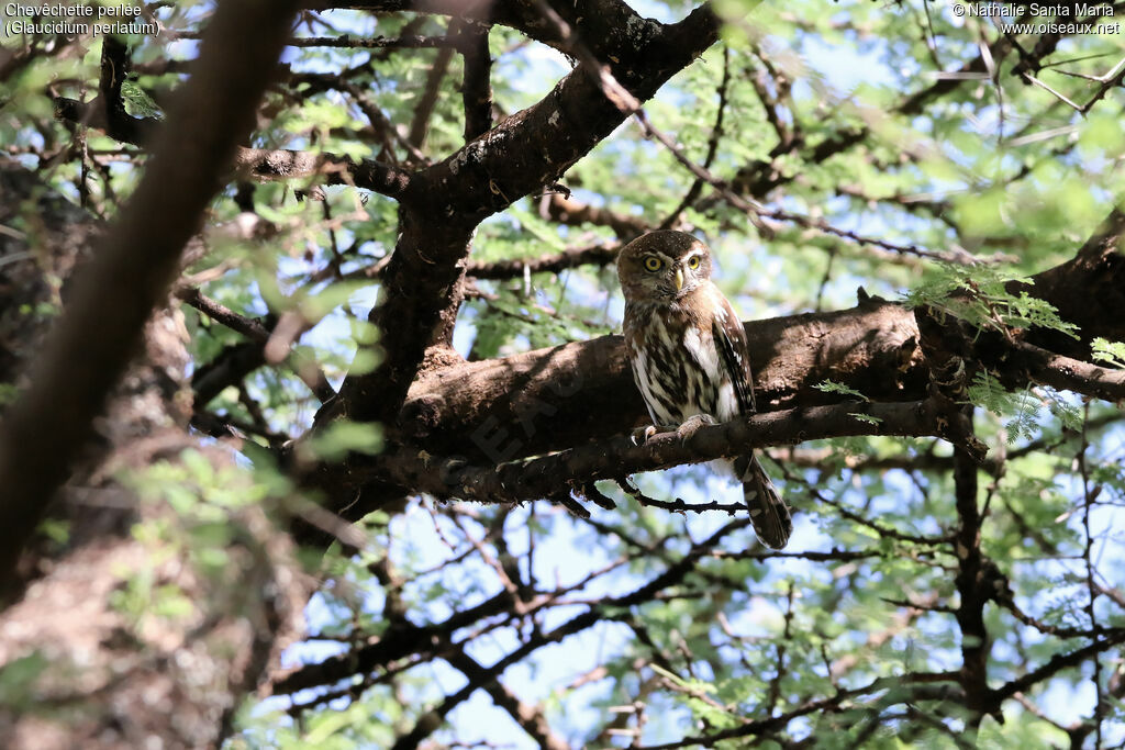 Chevêchette perléeadulte, identification, habitat