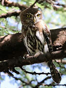 Pearl-spotted Owlet