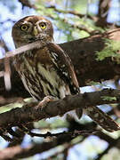 Pearl-spotted Owlet