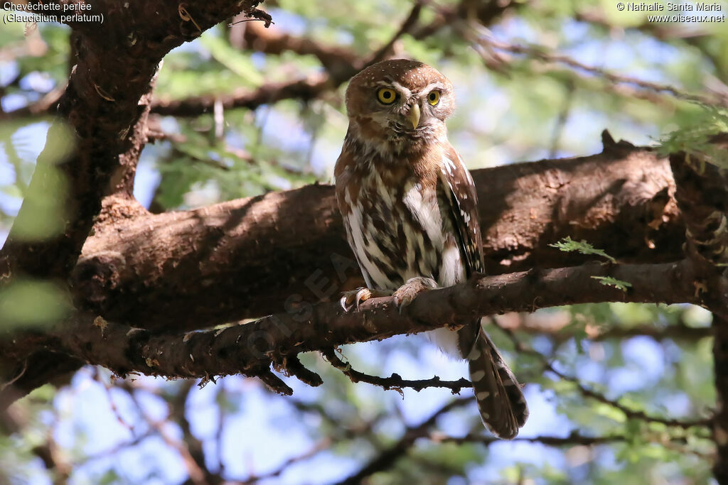 Pearl-spotted Owletadult, identification, habitat