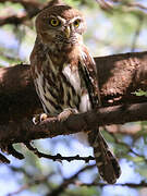 Pearl-spotted Owlet