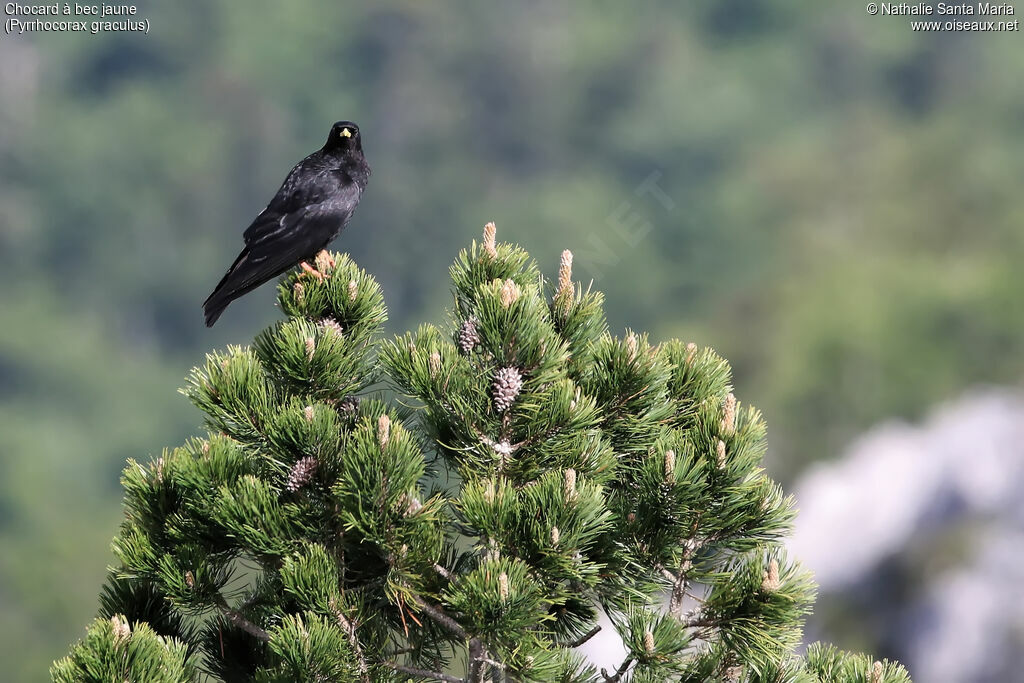 Chocard à bec jauneadulte, identification, habitat