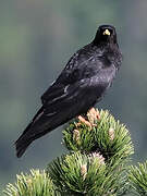 Alpine Chough