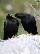 Alpine Chough