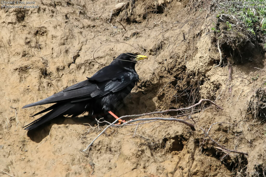 Alpine Choughadult, Reproduction-nesting