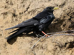 Alpine Chough